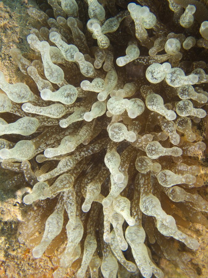 Anémone de mer