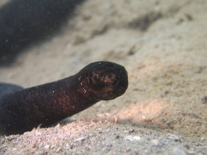 Emydocephalus annulatus