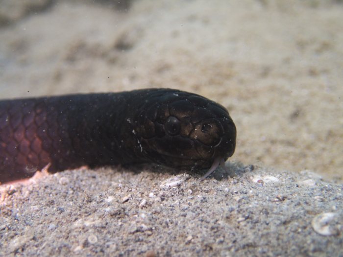 Emydocephalus annulatus