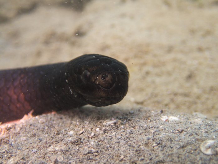 Emydocephalus annulatus