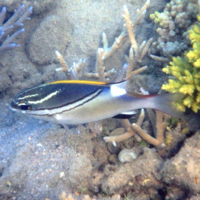 Scolopsis bilineata