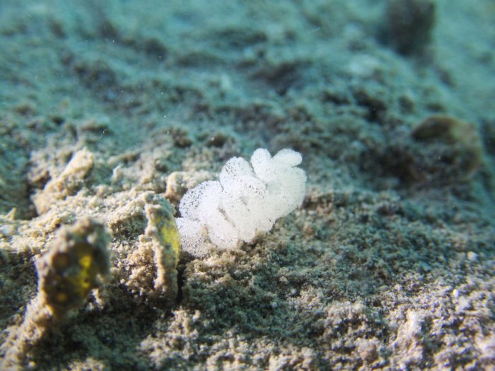 Nudibranche