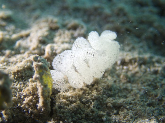 Nudibranche