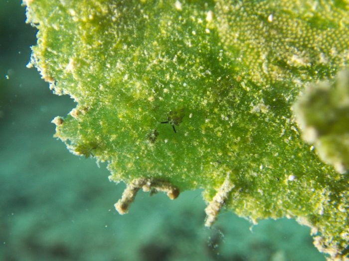 Costasiella sp1