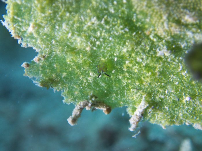 Costasiella sp1