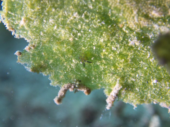 Costasiella sp1