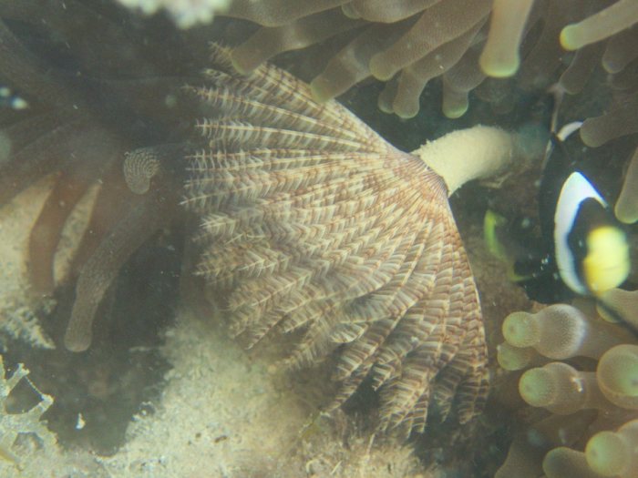 Sabellastarte sp.