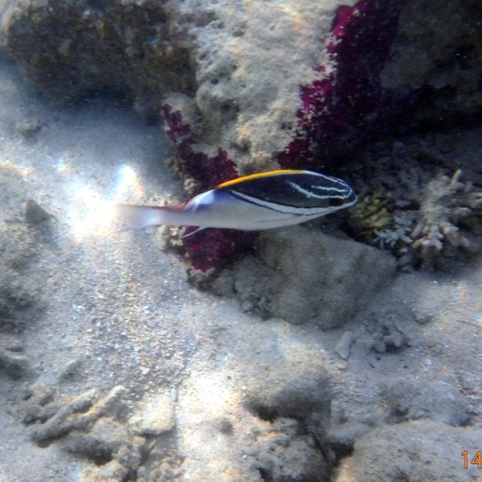 Scolopsis bilineata