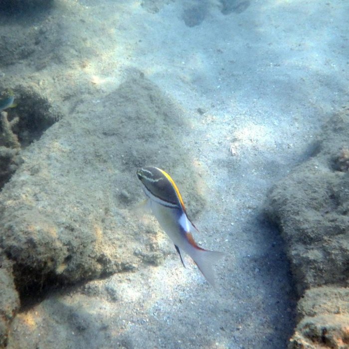 Scolopsis bilineata