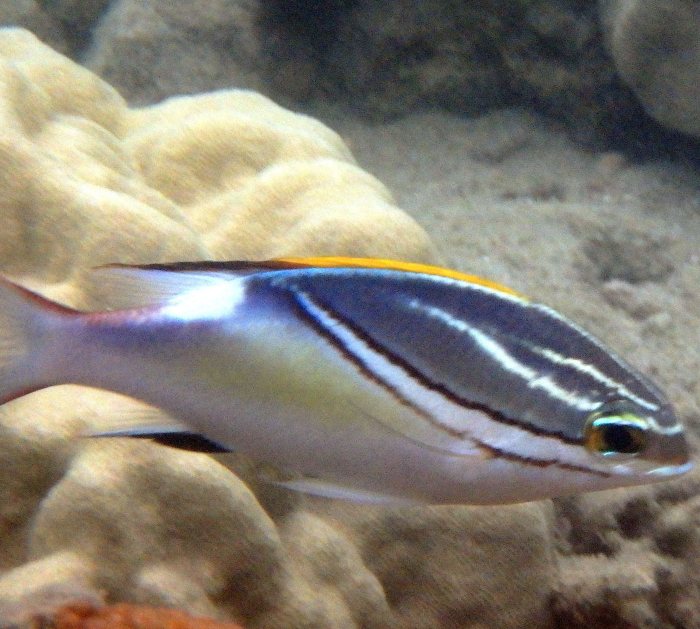 Scolopsis bilineata