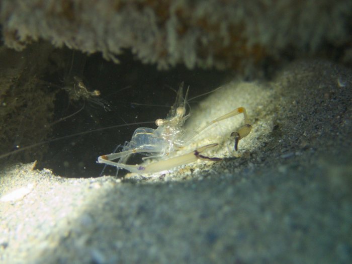 Crevette