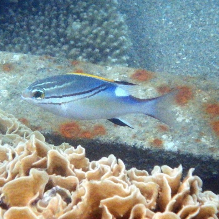 Scolopsis bilineata