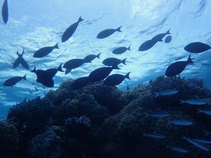 Poissons osseux