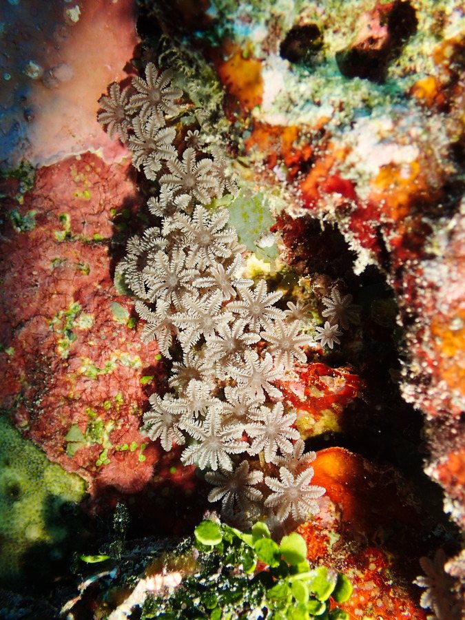 Clavularia sp.
