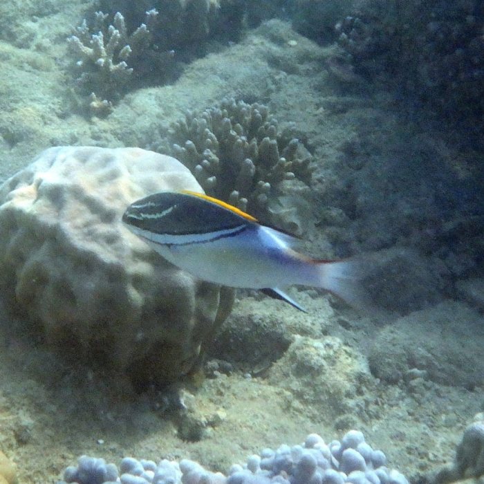 Scolopsis bilineata