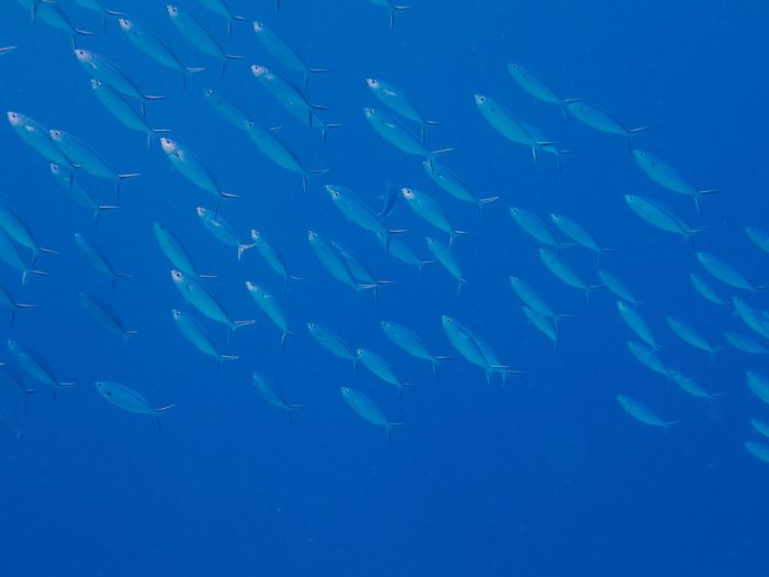 Poissons osseux