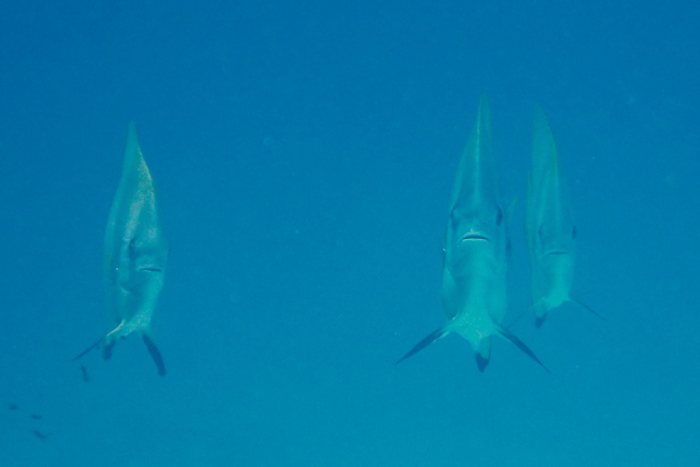 Platax teira