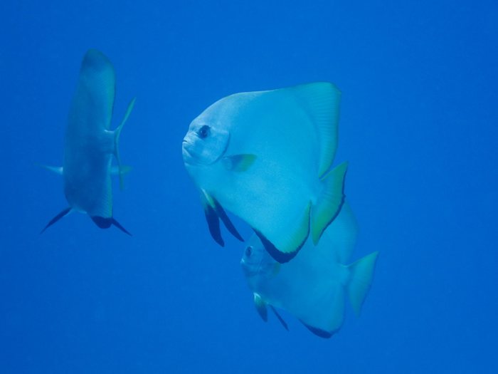 Platax teira