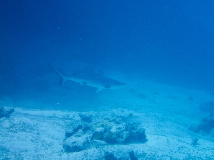 Requin gris de récif