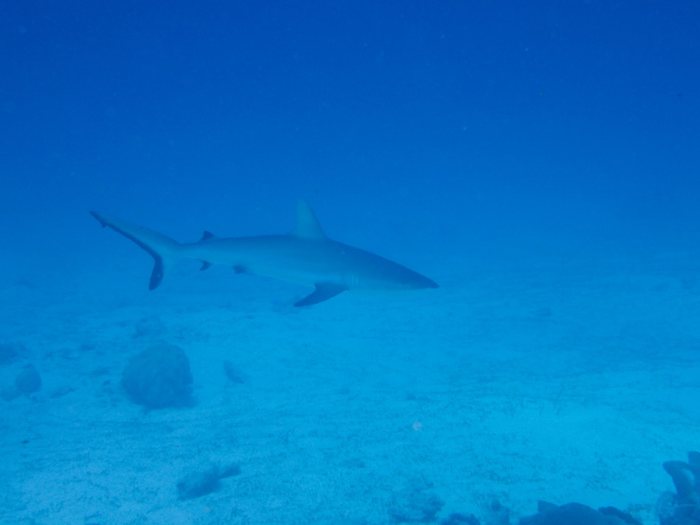 Requin gris de récif