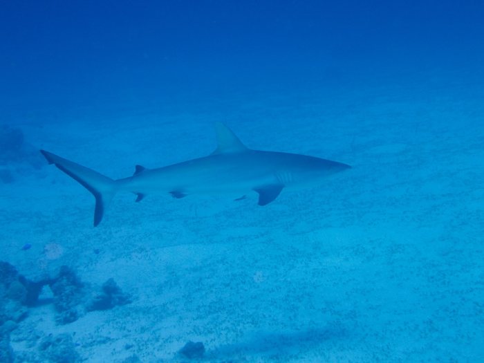 Requin gris de récif