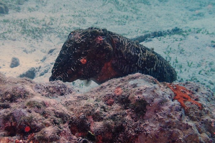 Seiche (Sepia latimanus)