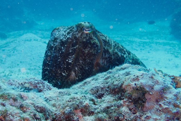 Seiche (Sepia latimanus)