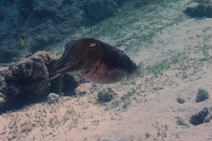 Seiche (Sepia latimanus)