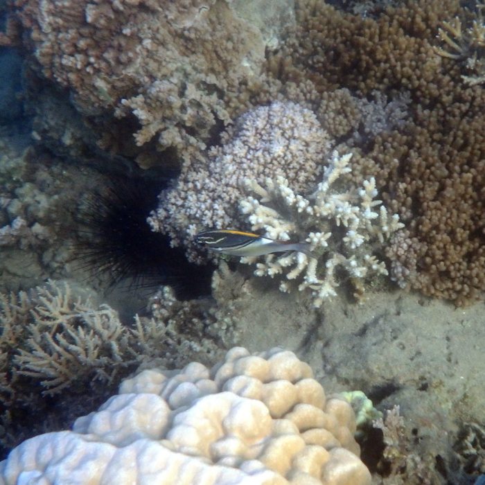 Scolopsis bilineata