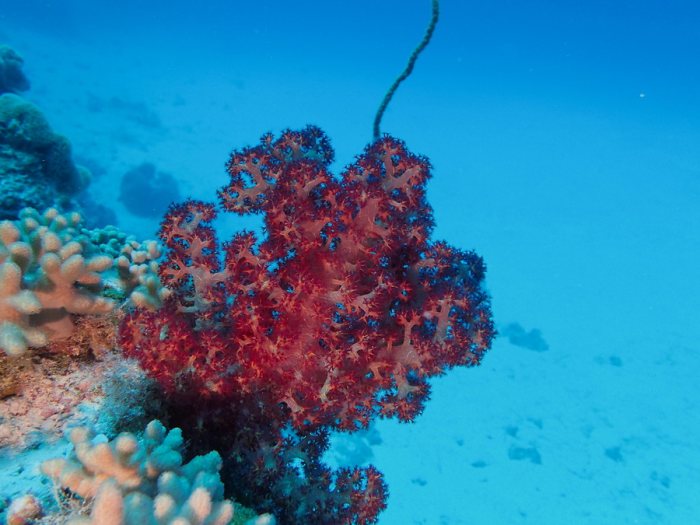 Dendronephthya sp.