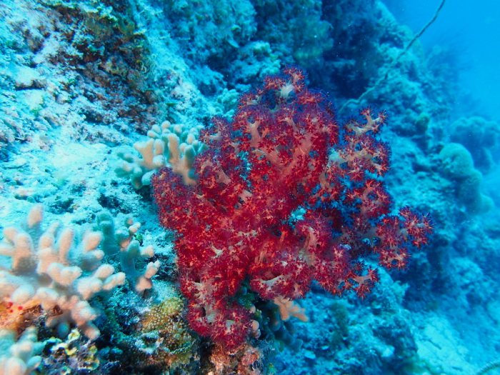 Dendronephthya sp.