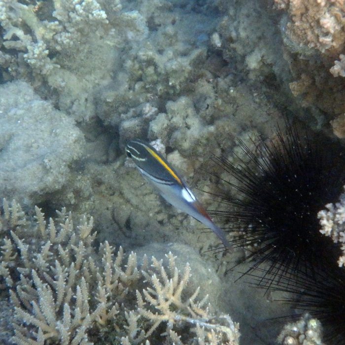 Scolopsis bilineata