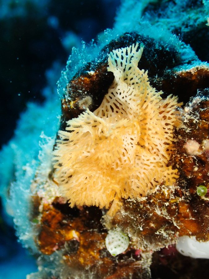 Reteporellina sp.