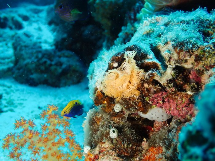 Reteporellina sp.