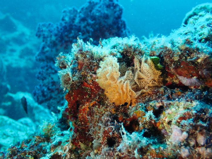 Reteporellina sp.