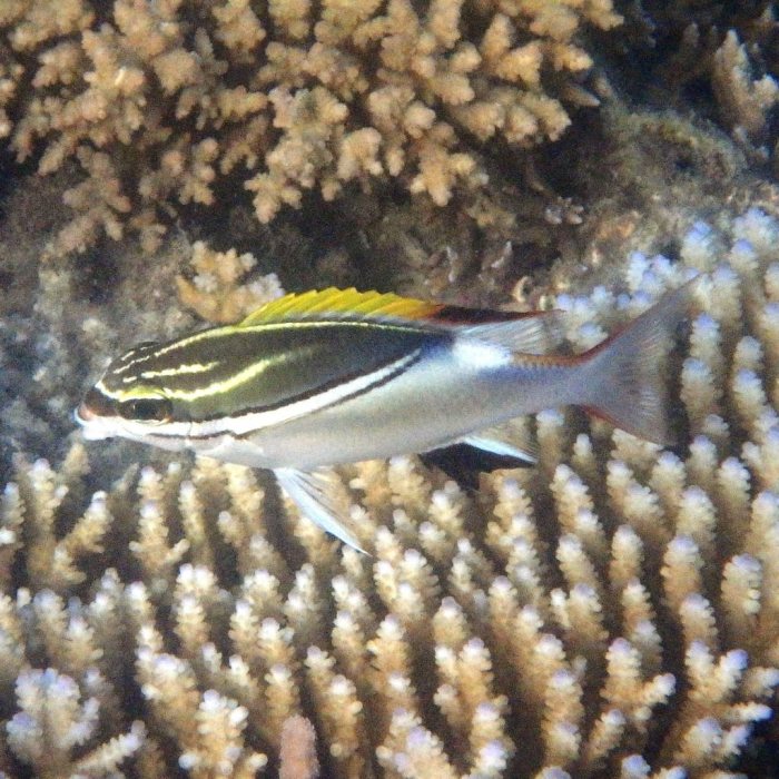 Scolopsis bilineata