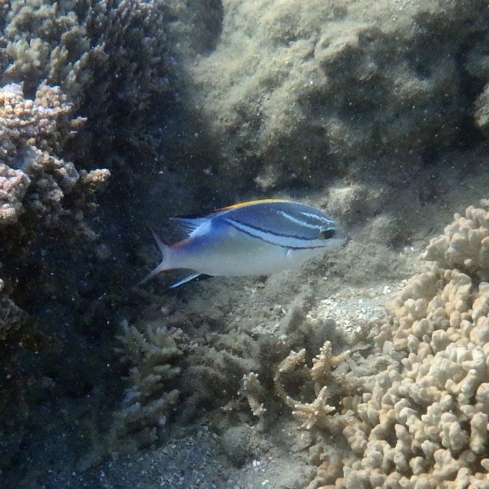 Scolopsis bilineata