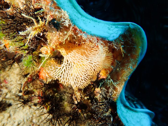 Reteporellina sp.