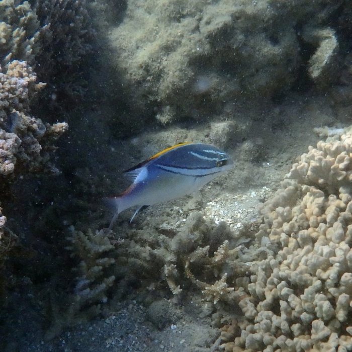 Scolopsis bilineata