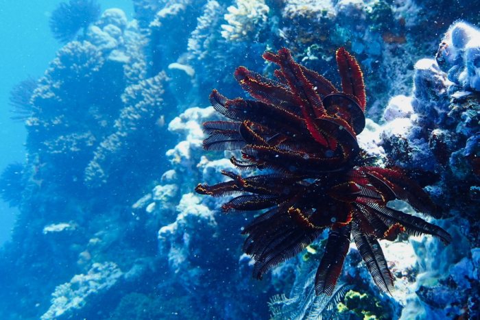 Crinoïde