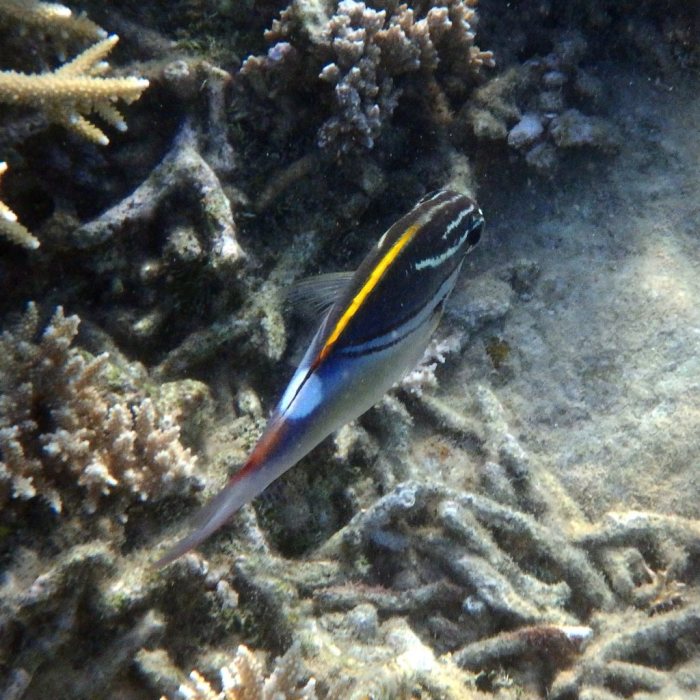 Scolopsis bilineata
