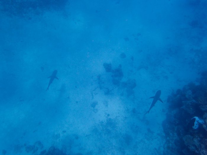 Requin gris de récif