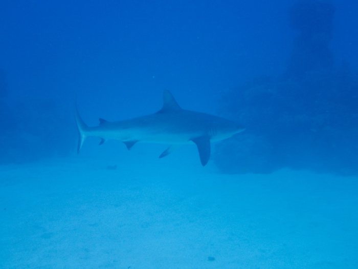 Requin gris de récif