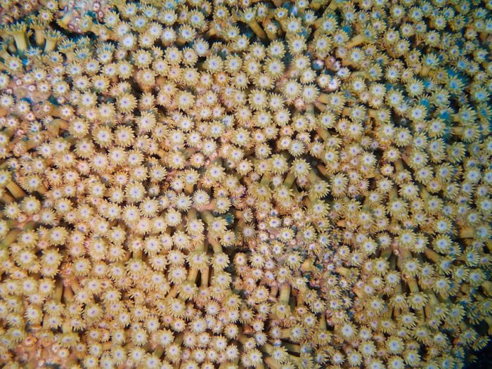 Corail dur