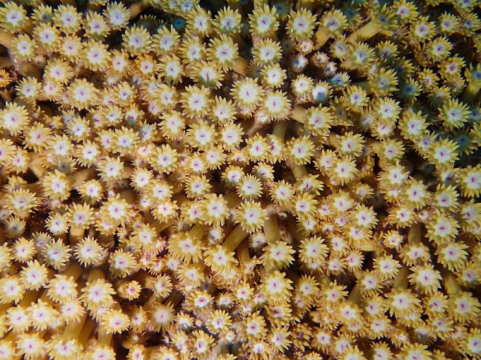 Corail dur