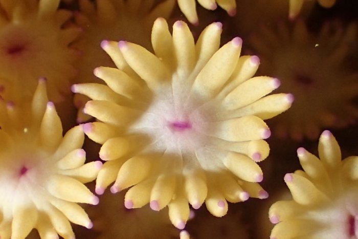 Corail dur