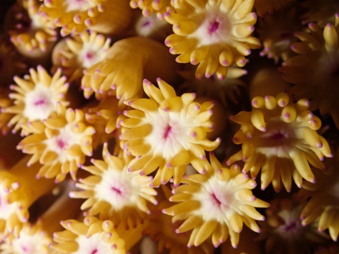 Corail dur