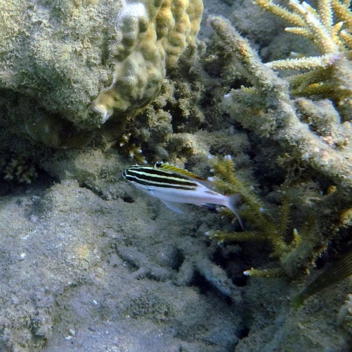 Scolopsis bilineata