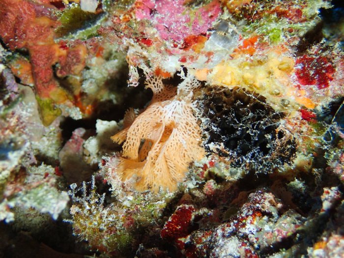 Reteporellina sp.