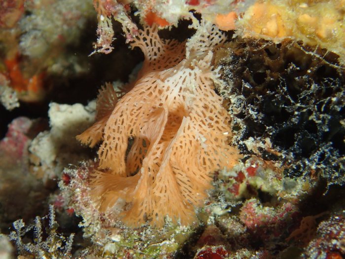 Reteporellina sp.